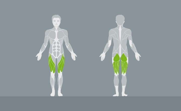 muscolatura-EX01-2