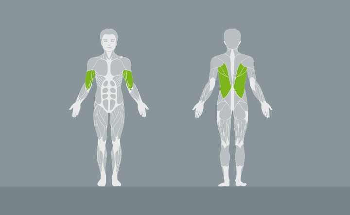 muscolatura-EX03-1