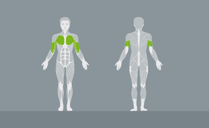 muscolatura-EX03-2