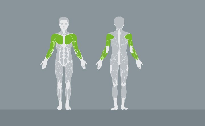 muscolatura-EX05-1